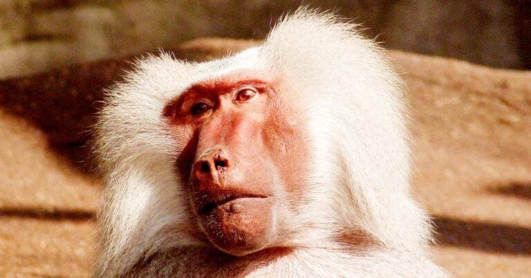 Are baboons friendly? New study finds that male baboons with female friends live longer