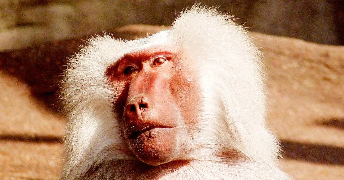 Are baboons friendly? New study finds that male baboons with female friends live longer