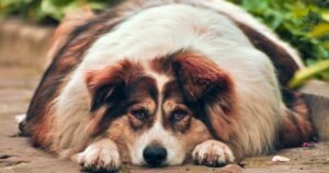 Dog diabetes: new study shows owners of a diabetic dog 38% more likely to have diabetes themselves