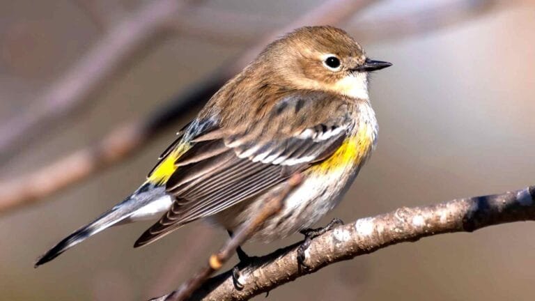 Shazam for birds: this new bird call identifier app works on 400 species, for free