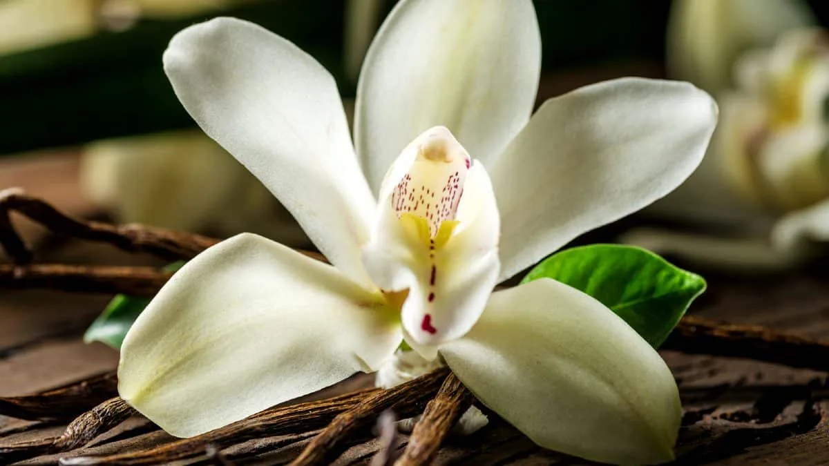 What is the world's #1 favorite scent? Vanilla, says new study