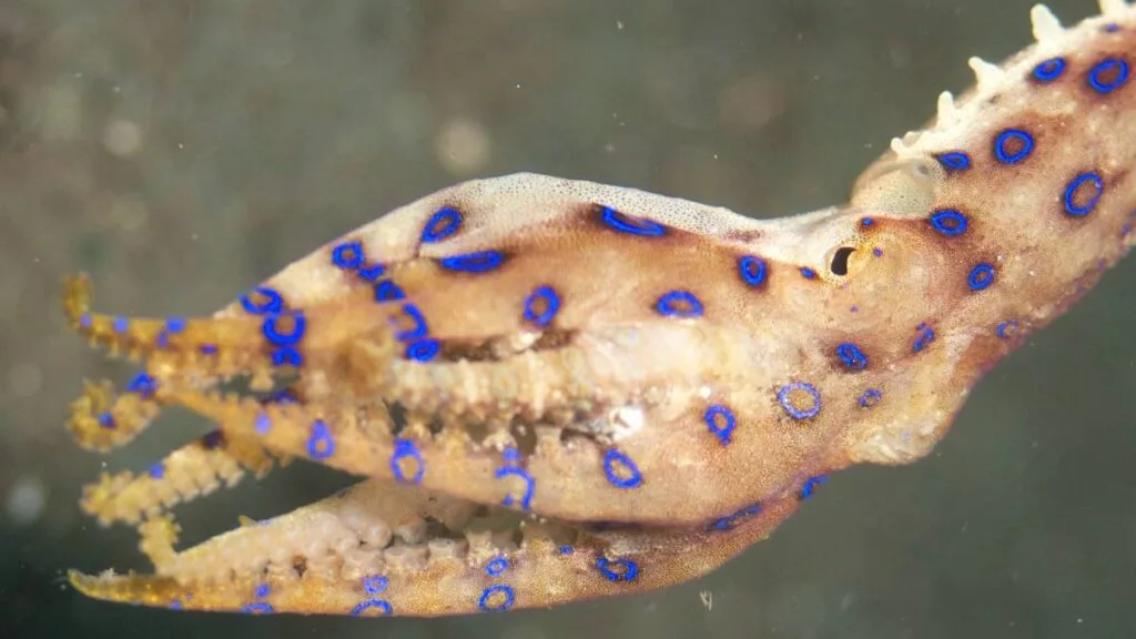 Blue-ringed octopus swimming in murky water.