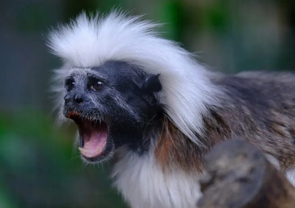A tamarin will change its accent to avoid conflict with other monkeys, this new study shows