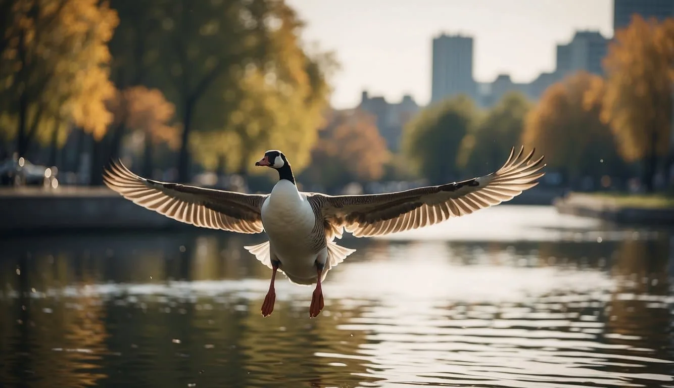 A goose flying over urban buildings, landing near a park pond, and interacting with people and man-made structures