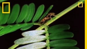 Ant on green leaf, nature close-up.