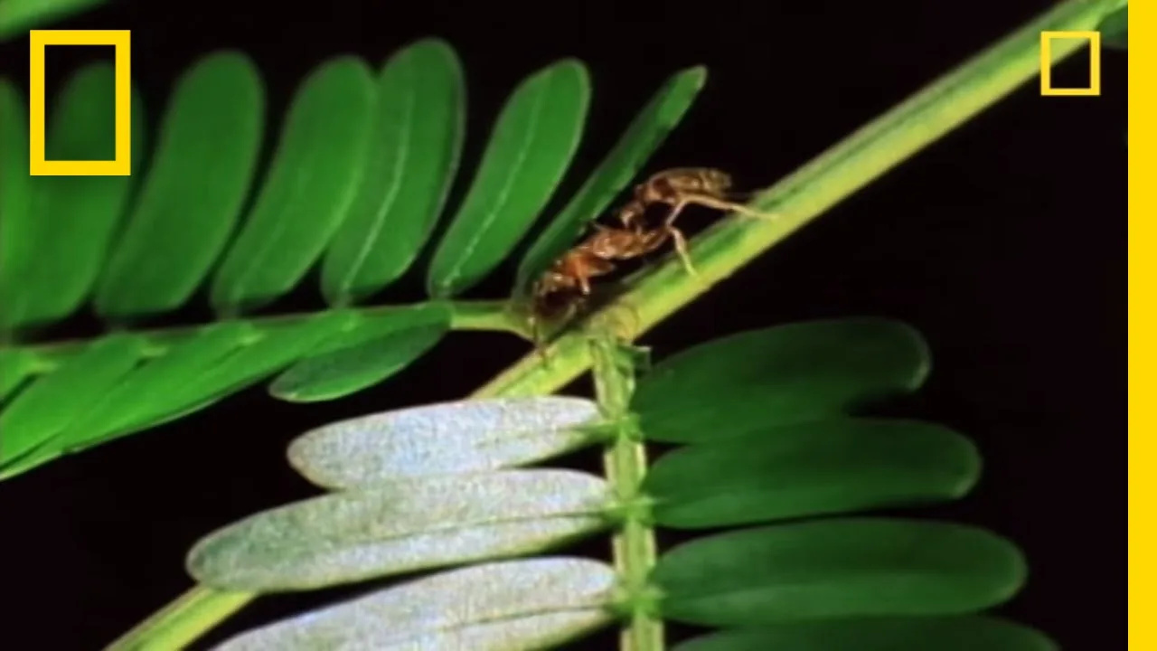 Ant on green leaf, nature close-up.