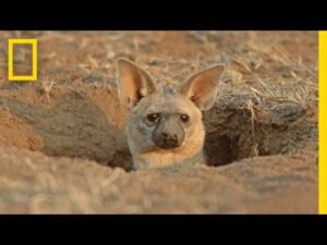 Bat-eared fox peeking from burrow in savanna.