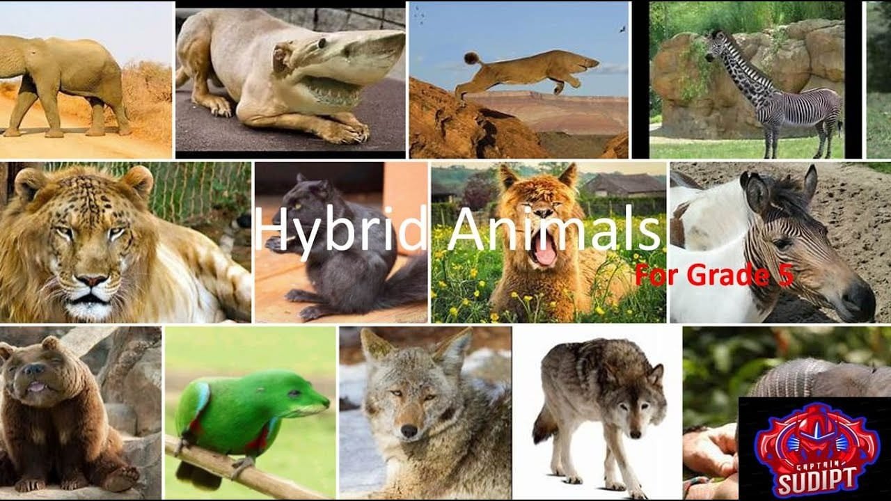 Educational hybrid animals collage for fifth-grade students.