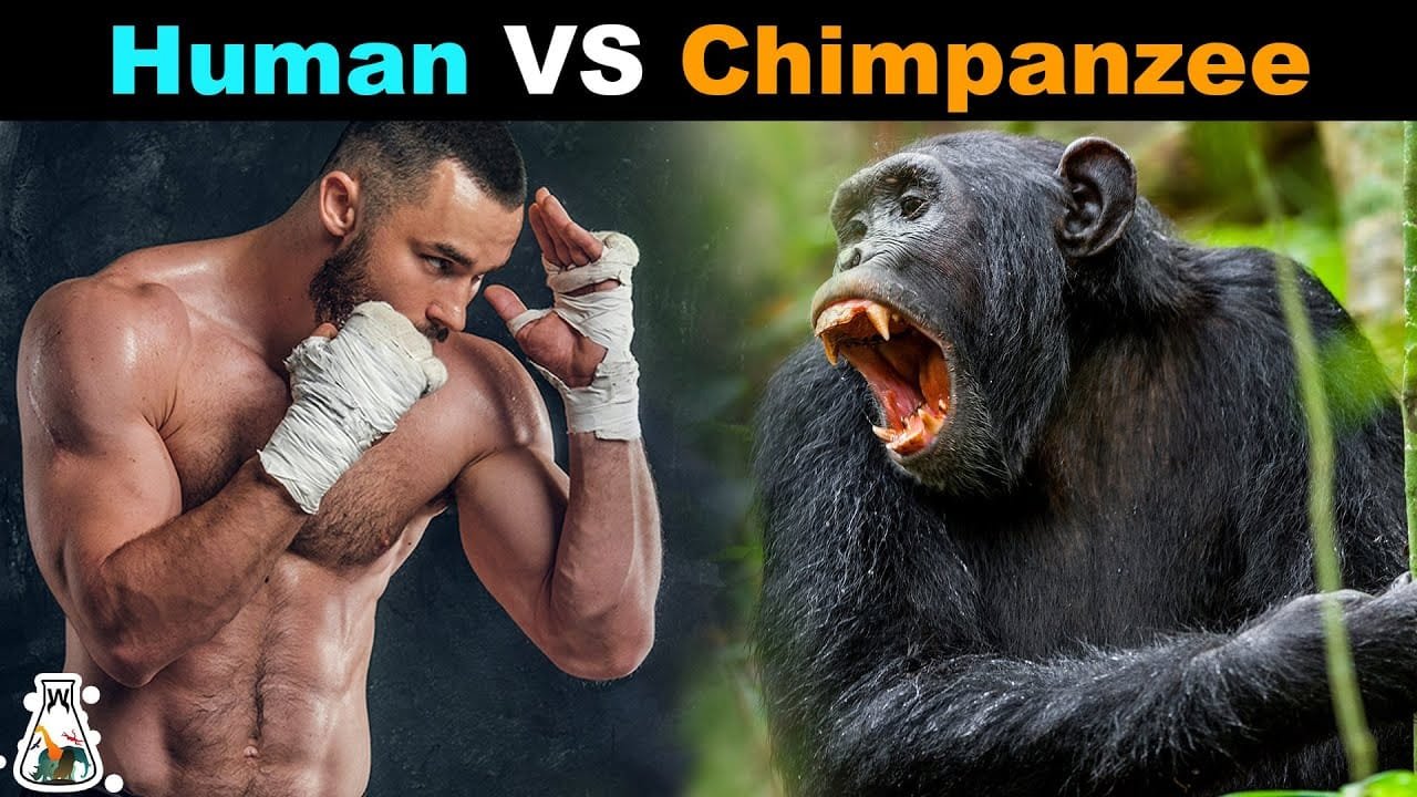 Unlocking the Strength of Chimpanzees Evolution and Performance