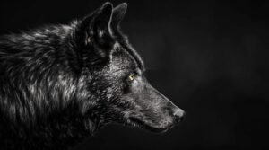 Black wolf profile on dark background.