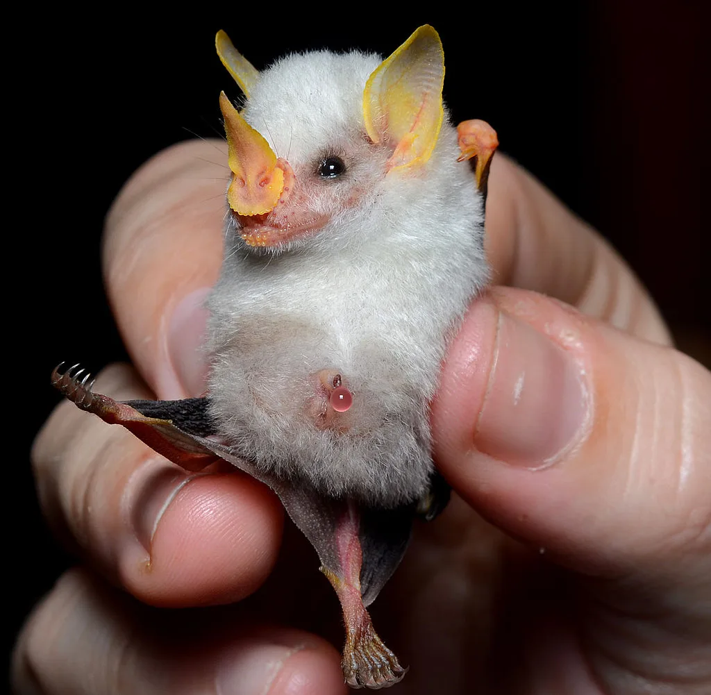Close-up of a white bat held gently in hand.