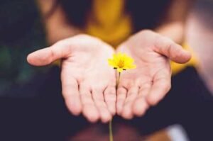 Hands holding a yellow flower delicately.