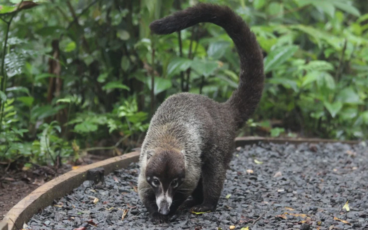 Coati foraging in tropical rainforest habitat.