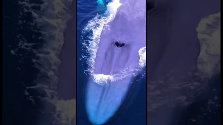 Blue whale surfacing in deep ocean waters.