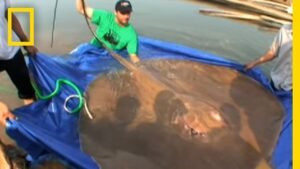 Men handling giant stingray in blue tarp.