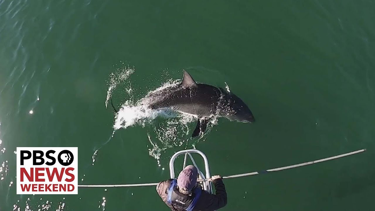 Aerial view of shark near boat with researcher, PBS logo.