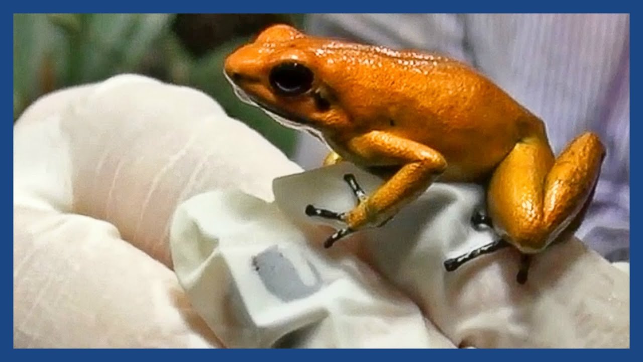 Golden frog on white fabric surface.