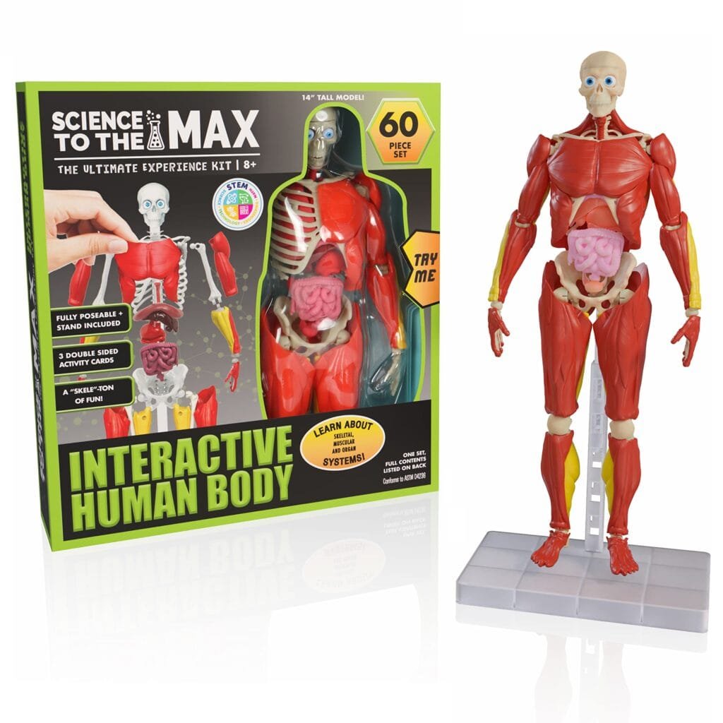 Best Human Anatomy Models for Medical Students in 2025 – SuchScience