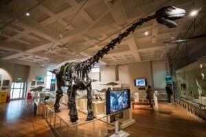 Cetiosaurus Dinosaur Skeleton, Leicester Museum - geograph.org.uk - 7771936